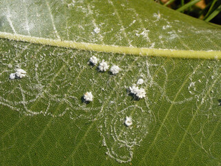 Aleurodicus dispersus, the spiralling whitefly, is a species of small, white sap-sucking insect, a...