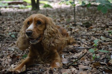 Cocker Spaniel
