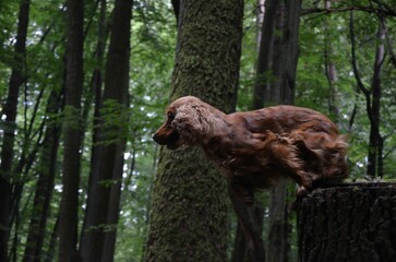 Cocker Spaniel