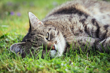 liegende Katze im Gras