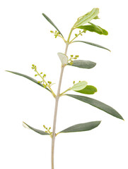 Olive tree branch isolated on white background, Olea europaea