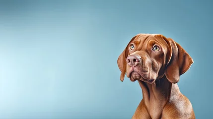 Tuinposter Lovely Vizsla dog looking at a blank space on a blue background. copy space © jcalvera