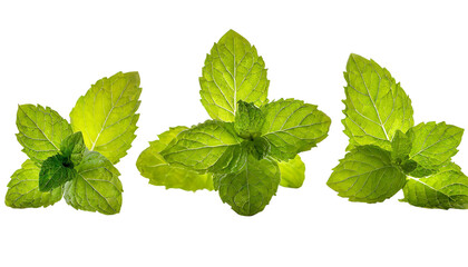 Peppermint leaves isolated on transparent background. Mint leaves top view.