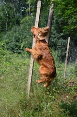 Cocker Spaniel