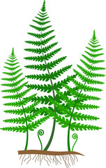 Green fern on a white background.
