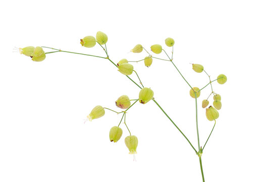 Bladder campion plant isolated on white background, Silene vulgaris