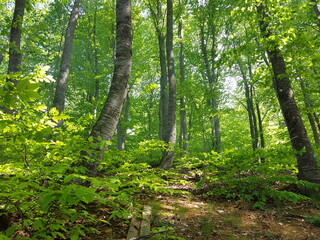 green forest in the morning
