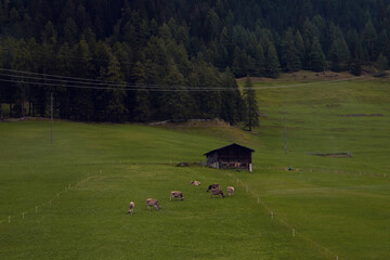 Fototapeta na wymiar Pastoral Harmony: Cows Grazing in a Lush Meadow with a Traditional Barn