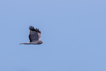 A Northern Harrier in Flight.