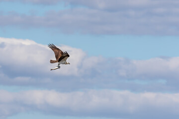 An osprey flys off with his prize after a successful fishing adventure.