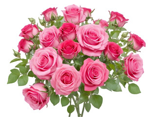 bouquet of pink roses on transparent background
