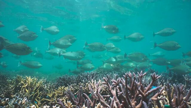 Underwater coral reef with a school of fish (bluespine unicornfish), south Pacific ocean, natural scene, New Caledonia, Oceania, 59.94fps