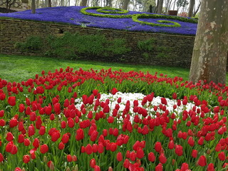 colourful tulips in the park