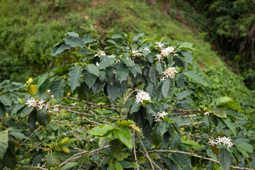 White flowers of the coffee plant in the mountains of Colombia