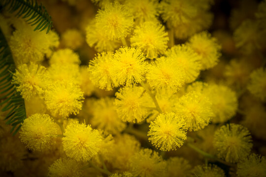 Close-up view of golden mimosa blooming in winter in south of France 