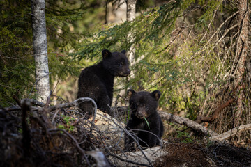 A pair of blackbear cubs expore their new world during an Ontario early spring.
