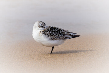 A Semipalmated Sandpiper takes a break on the soft sands of Tawas Bay, Michigan.