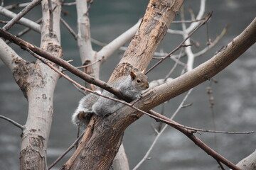 Squirrel in Valentino Park - Turin