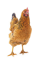 Young brown chicken.