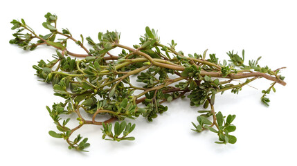 Green purslane branch.