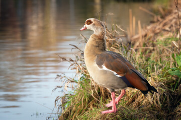 Portrait of a beautiful adult male Nile or Egyptian goose (Alopochen aegyptiaca) standing on the shore of a pond