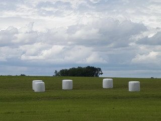 Harvest bales on a green field. End of the summer.