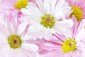 Soft Pink and White Flowers
