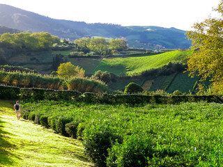 Fototapeta na wymiar Landscape of green tea plantation. Azores Islands.