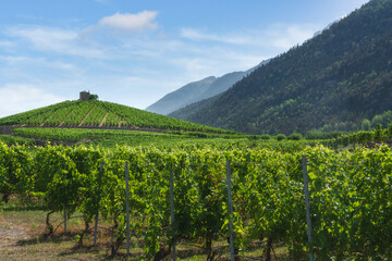 Fototapeta na wymiar Vineyards on the hill in Aymavilles. Aosta Valley, Italy