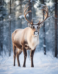 a reindeer with large antlers standing in snow