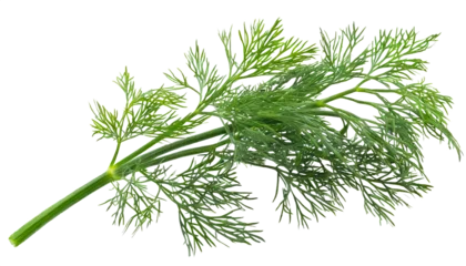 Foto op Aluminium Sprig of dill isolated on white background © Євдокія Мальшакова