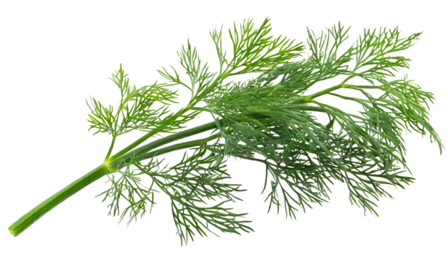 Sprig of dill isolated on white background