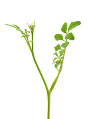 Wavy bitter-cress plant isolated on white background, Cardamine flexuosa