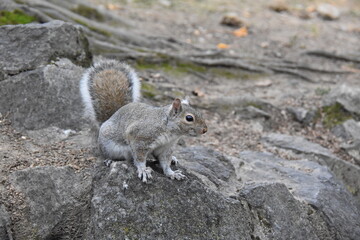 Squirrel in Valentino Park - Turin