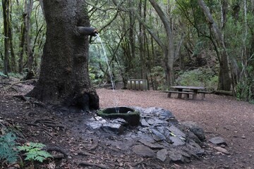 Water spring around Chapel of Our Lady of Lourdes in Garajonay National Park with the world's largest, ancient laurel forest, on UNESCO list, Canary Islands, Spain