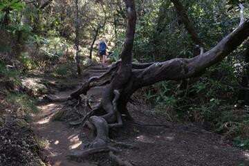 Garajonay National Park with with the world's largest, ancient laurel forest, on UNESCO list in La Gomera, Canary Islands, Spain. Silhouettes of hiking people on trail.