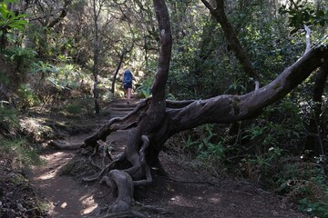 Garajonay National Park with with the world's largest, ancient laurel forest, on UNESCO list in La Gomera, Canary Islands, Spain. Silhouettes of hiking people on trail.