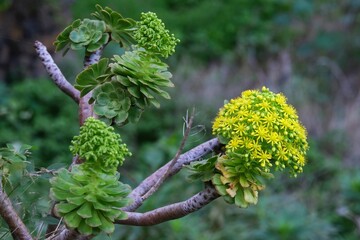 Close up of yellow flower of Aeonium arboreum (tree aeonium, tree houseleek, or Irish rose). It met in La Gomera, Canary Islands, Spain