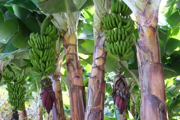 Banana plantation with huge bunches of bananas and flowers. La Gomera, Canary Islands, Spain