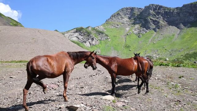 Beautiful horses stand among mountains at sunny day