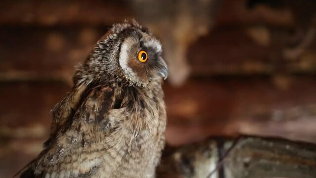 Brown owl sits on indoor henroost and looks around. Close up view