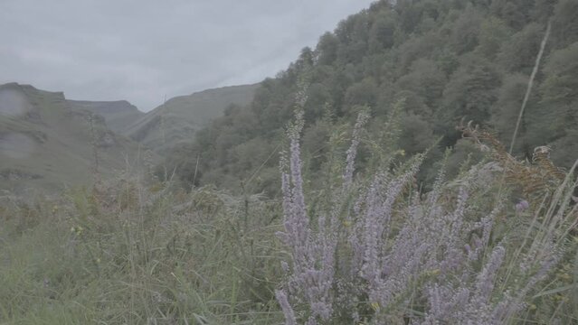 Detail of wild flowers and panoramic transition to mountain landscape