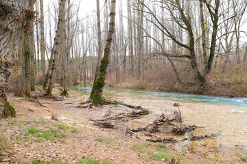 Poplar grove next to the Jucar River in Spain