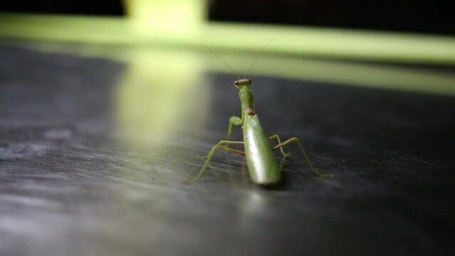 Green praying mantis moves on metal surface. Shallow dof
