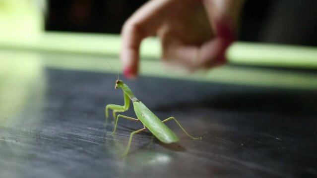 Green praying mantis and female fingers go on metal surface