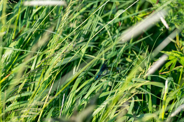 Blue beauty dragonfly when mating