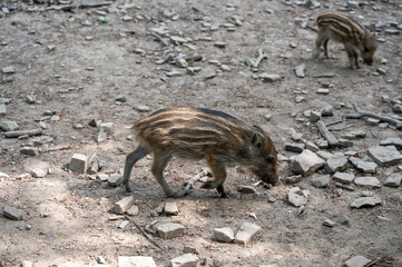 Wild boar babys