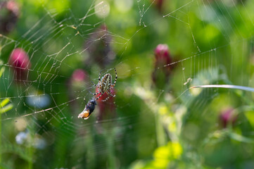 Spider in the web with caught fly