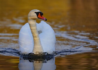 Samiec łabędzia z refleksami na szyi © Joanna