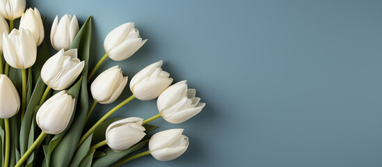 Obraz premium White tulip flowers on blue background. Floral wallpaper, banner. February 14, valentine's day, love, 8 march women's day theme. 